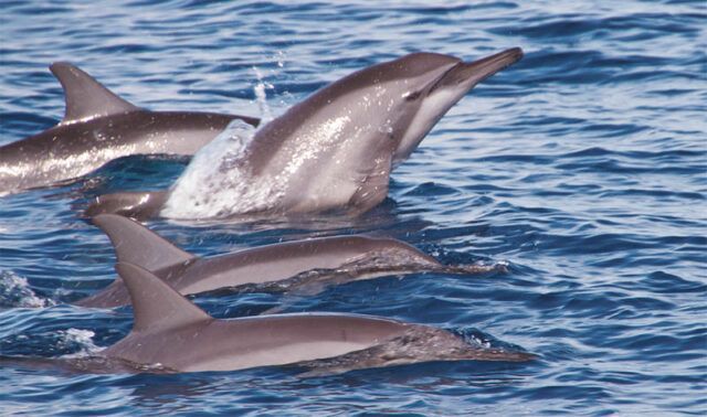 A pod of dolphins swims in the blue ocean water, with one leaping and creating a splash.