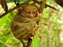 Un petit tarsier aux très grands yeux s'accroche d'une main à une fine branche d'arbre, entouré de feuillage vert.