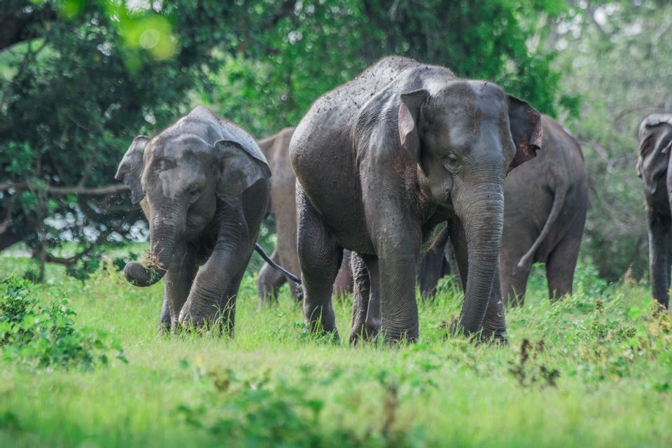Un troupeau d'éléphants, dont un plus jeune, broute ensemble dans un champ verdoyant devant une forêt dense.