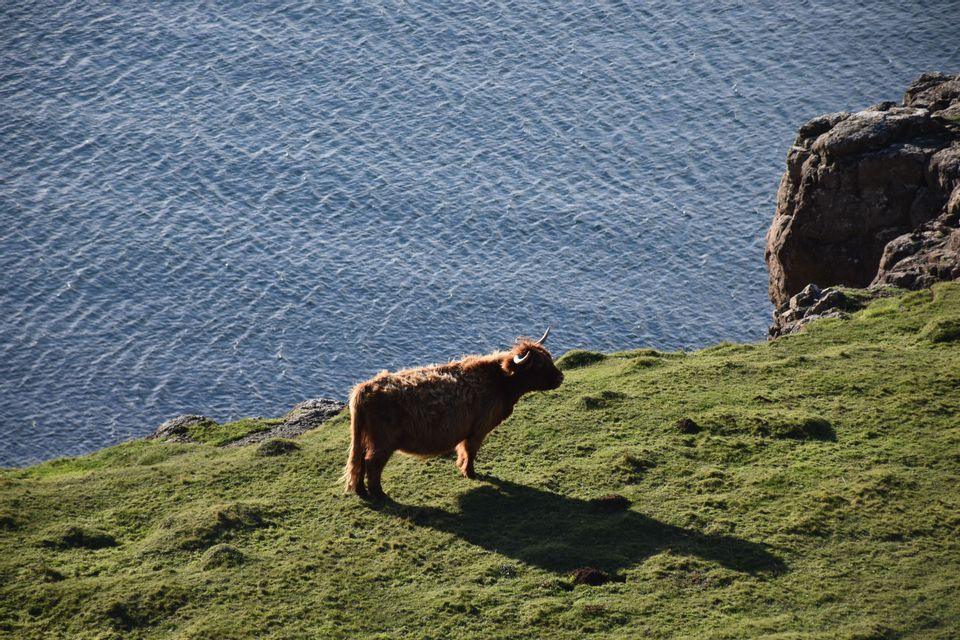 A brown Highland cow stands on a grassy cliffside overlooking the blue sea during the day.