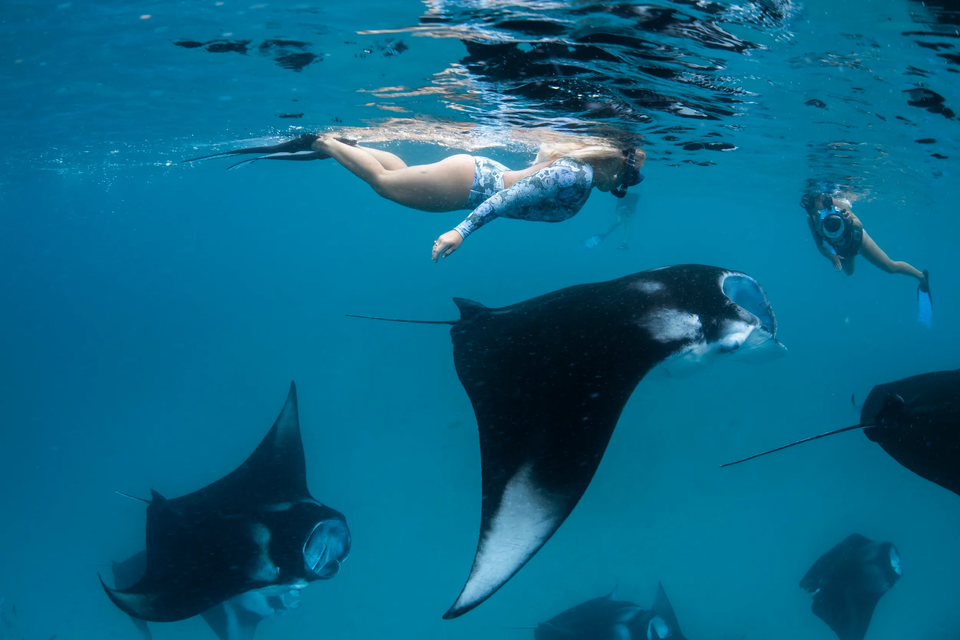 Un viaggio di gruppo WeRoad fa snorkeling sott'acqua tra un banco di grandi mante in acque oceaniche limpide e blu