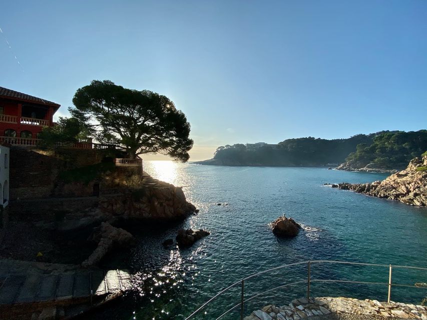 A large pine tree is silhouetted against the setting sun on a rocky cliff overlooking a calm coastal bay.