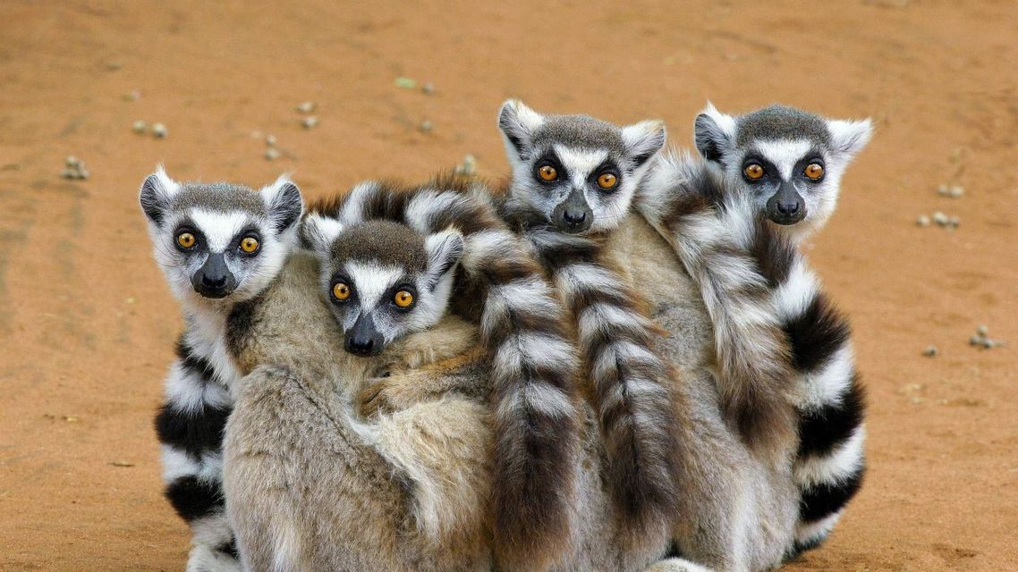 Un grupo de lémures de cola anillada con ojos naranjas se acurrucan en la arena, mirando directamente a la cámara.
