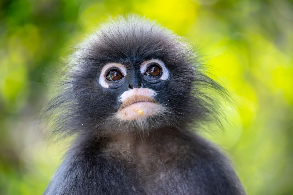 Portrait en gros plan d&#39;un singe avec une fourrure noire et des anneaux blancs distinctifs autour des yeux, sur un fond flou de feuillage vert.
