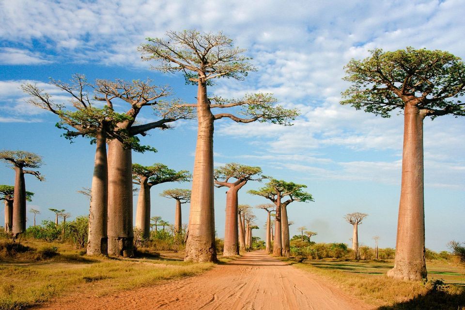 Una strada sterrata attraversa un viale di alti baobab in un campo erboso sotto un cielo blu e nuvoloso.