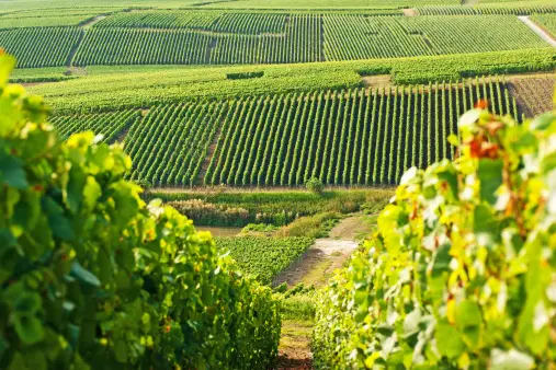 Una vista su dolci colline, coperte da ordinate file di lussureggianti vigneti verdi in una giornata di sole, con viti sfocate in primo piano.