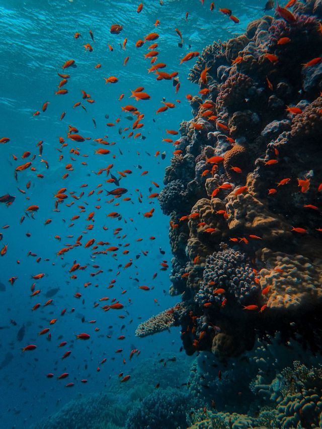 Un banco di piccoli pesci arancioni nuota attraverso l'acqua limpida e blu accanto a una grande barriera corallina ricca di texture.