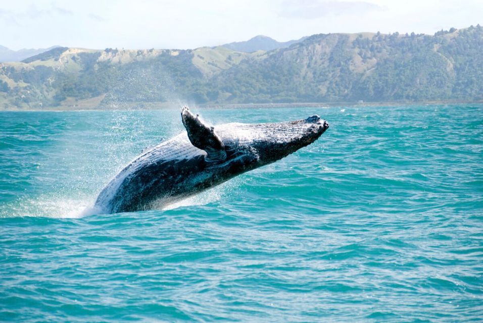 Una balena megattera salta fuori dall'acqua turchese dell'oceano, creando uno spruzzo con colline verdi sullo sfondo.