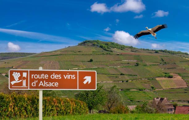 Un cartello della 'route des vins d'Alsace' si erge di fronte a una grande collina con vigneti a terrazze, mentre una cicogna sorvola.