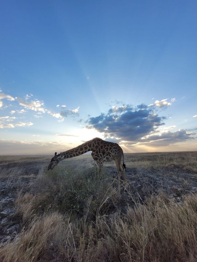 Una giraffa china il collo per brucare da un cespuglio in una vasta savana, mentre il sole tramonta proiettando raggi tra le nuvole.