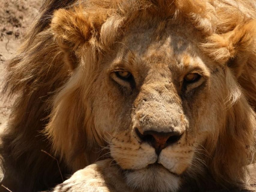 Un primer plano de un león macho con una densa melena dorada, descansando y mirando fijamente a la cámara.