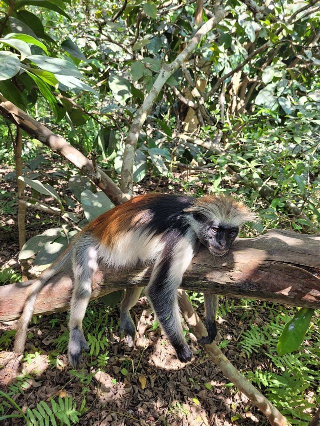 Un mono colobo rojo con pelaje negro, blanco y rojo descansando en una rama gruesa de árbol en un bosque soleado.