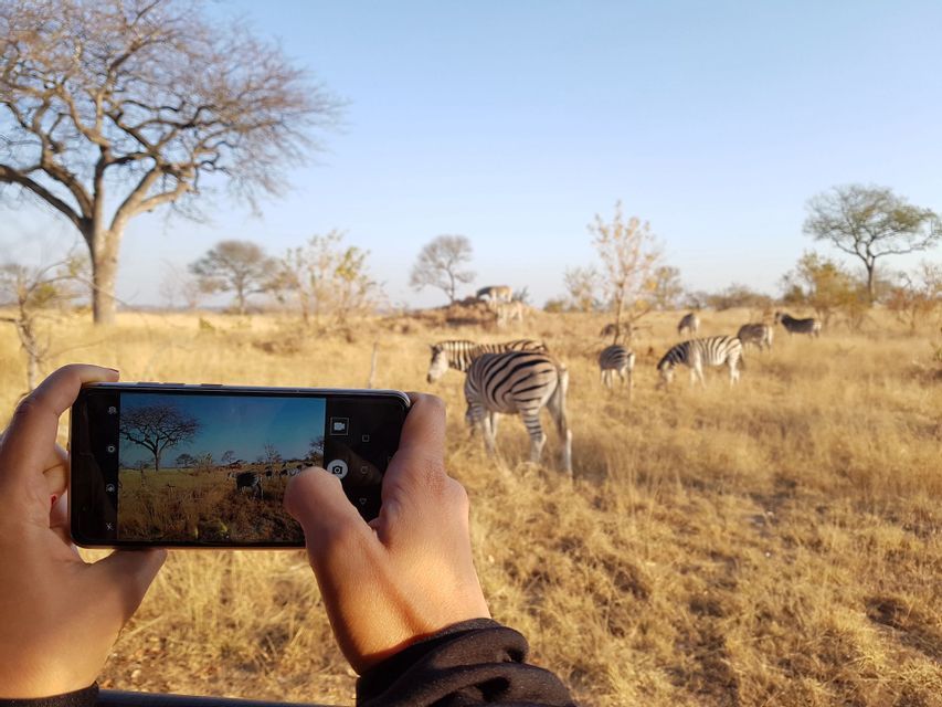 Eine Person hält ein Smartphone, um ein Foto einer Herde Zebras zu machen, die in einer trockenen Savanne grasen.