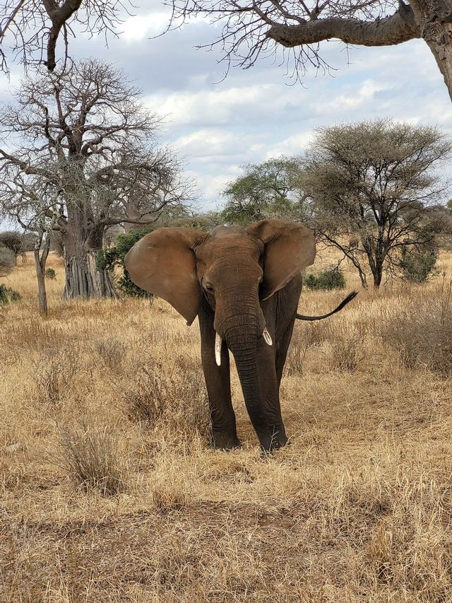 Ein afrikanischer Elefant mit großen Stoßzähnen steht in einer trockenen, grasbewachsenen Savanne, mit Baobab-Bäumen im Hintergrund.