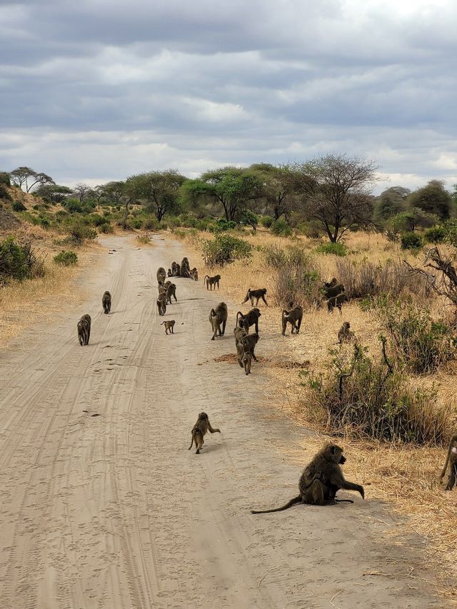 Un gruppo di babbuini, uno dei quali con un cucciolo sulla schiena, cammina lungo una strada sterrata in una savana arida sotto un cielo nuvoloso.