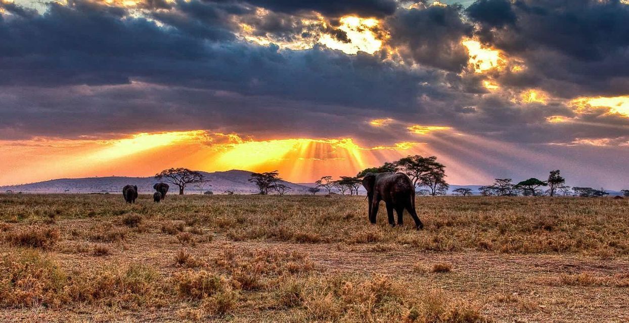 Drei Elefanten durchstreifen bei Sonnenuntergang eine grasbewachsene Savanne, während goldene Sonnenstrahlen durch dunkle Wolken brechen.
