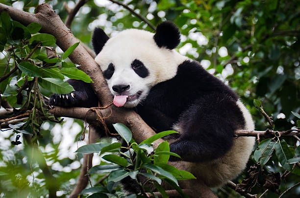 Un panda gigante riposa su un spesso ramo d'albero con la lingua rosa di fuori, circondato da foglie verdi