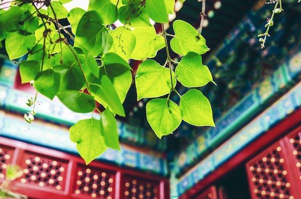 Foglie verdi illuminate dal sole su un ramo pendono davanti alle grondaie colorate e sfocate e alle finestre a grata rosse di un tradizionale edificio asiatico.