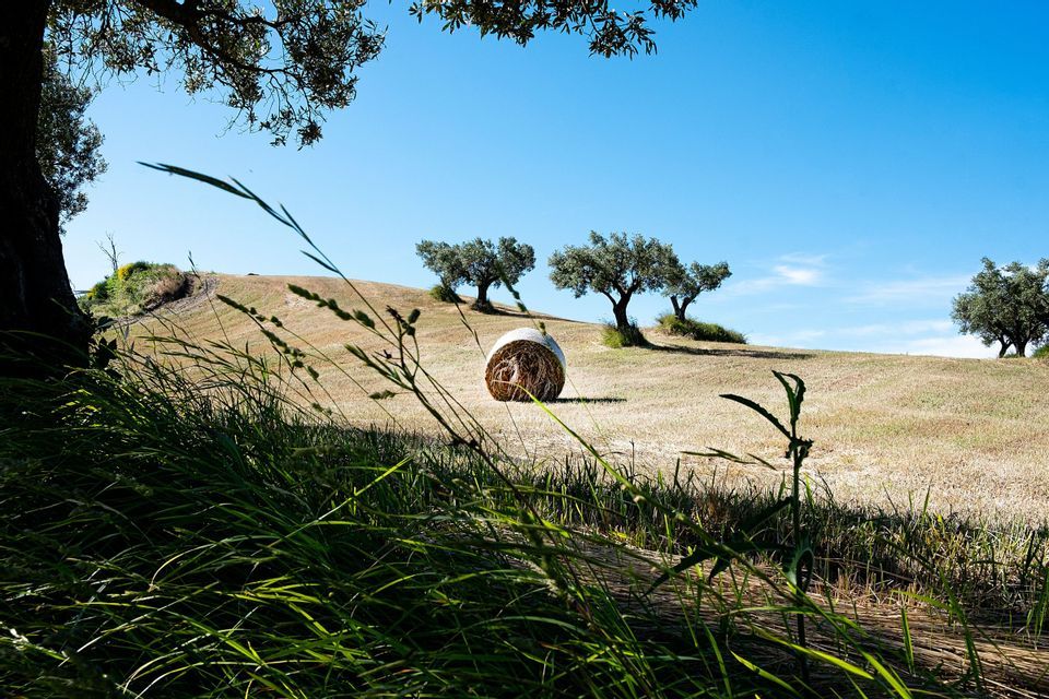 Una balla di fieno rotonda è adagiata su una collina dorata illuminata dal sole, costellata di ulivi, vista da dietro l'erba verde.