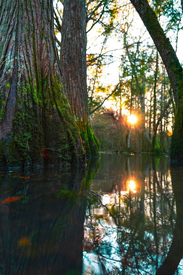 La base di tronchi d'albero muschiosi sommersi in una palude, con il sole al tramonto che si riflette sull'acqua