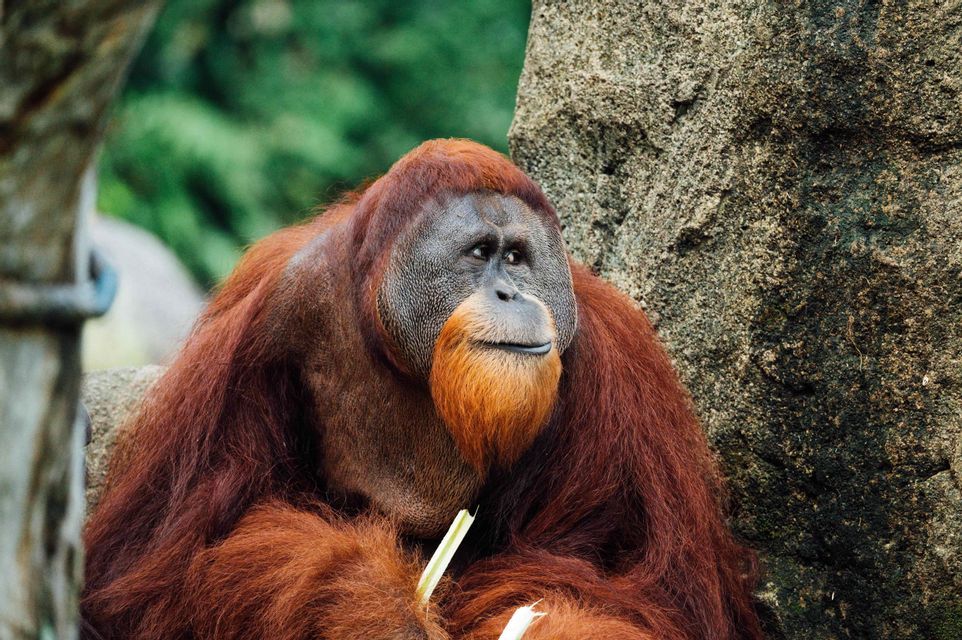 Un grande orangutan maschio dal pelo marrone-rossiccio e una barba rossiccia siede di fronte a una formazione rocciosa.