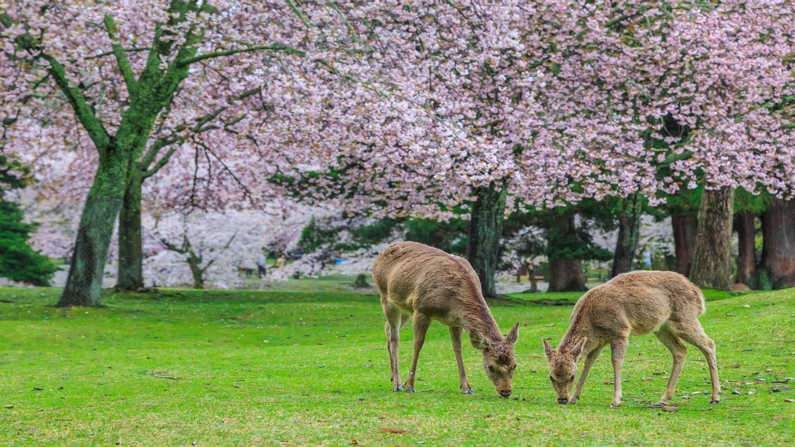 Due cervi che pascolano su un prato verde sotto alberi di ciliegio in fiore rosa.