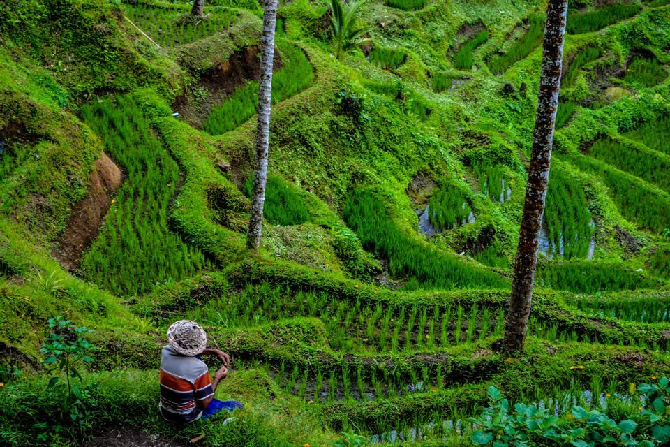 Una persona con sombrero se sienta en un talud cubierto de hierba con vistas a exuberantes terrazas de arroz verdes en la ladera.