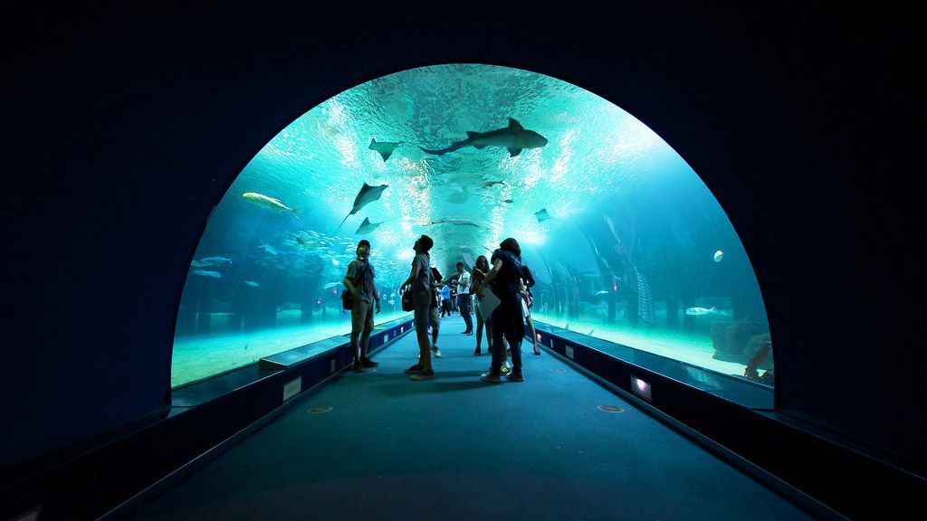 Durante un viaggio di gruppo WeRoad, si osservano squali e razze da un grande tunnel acquario sottomarino.