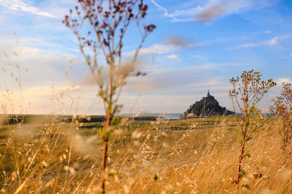 Une abbaye historique sur une île de marée, vue depuis un champ de hautes herbes dorées sous un ciel bleu.