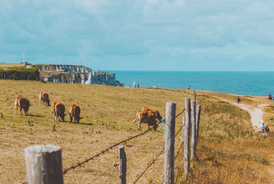 Vaches brunes paissant dans un pré vert au bord de la mer, avec une clôture en fil de fer barbelé au premier plan et des falaises blanches au loin.