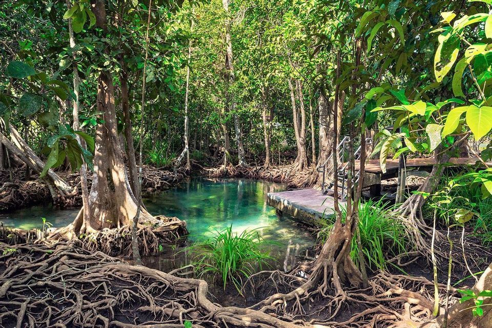 Una piscina natural con agua clara y turquesa en un bosque de manglares, mostrando raíces de árboles expuestas y un pequeño muelle de madera.