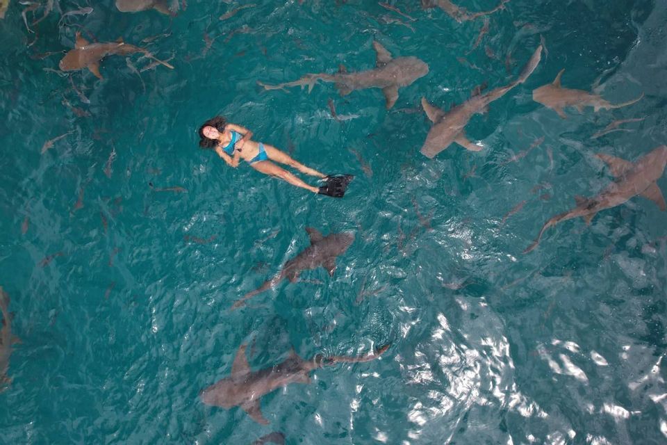 Una ripresa aerea di una donna in bikini e pinne che galleggia sulla schiena in acqua turchese, circondata da numerosi squali.