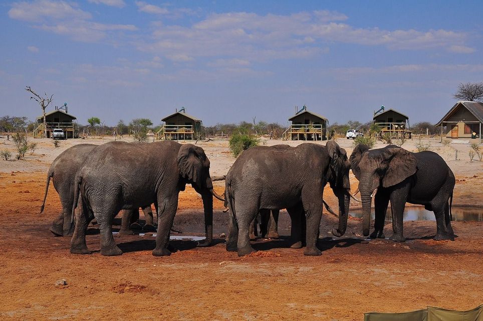 Eine Herde Elefanten steht an einem Wasserloch auf roter Erde, mit Safari-Lodges im Hintergrund unter blauem Himmel.