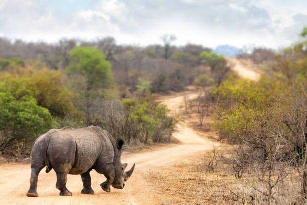 Ein großes Breitmaulnashorn steht auf einem gewundenen Feldweg in einer Savannenlandschaft mit Bäumen und Büschen.