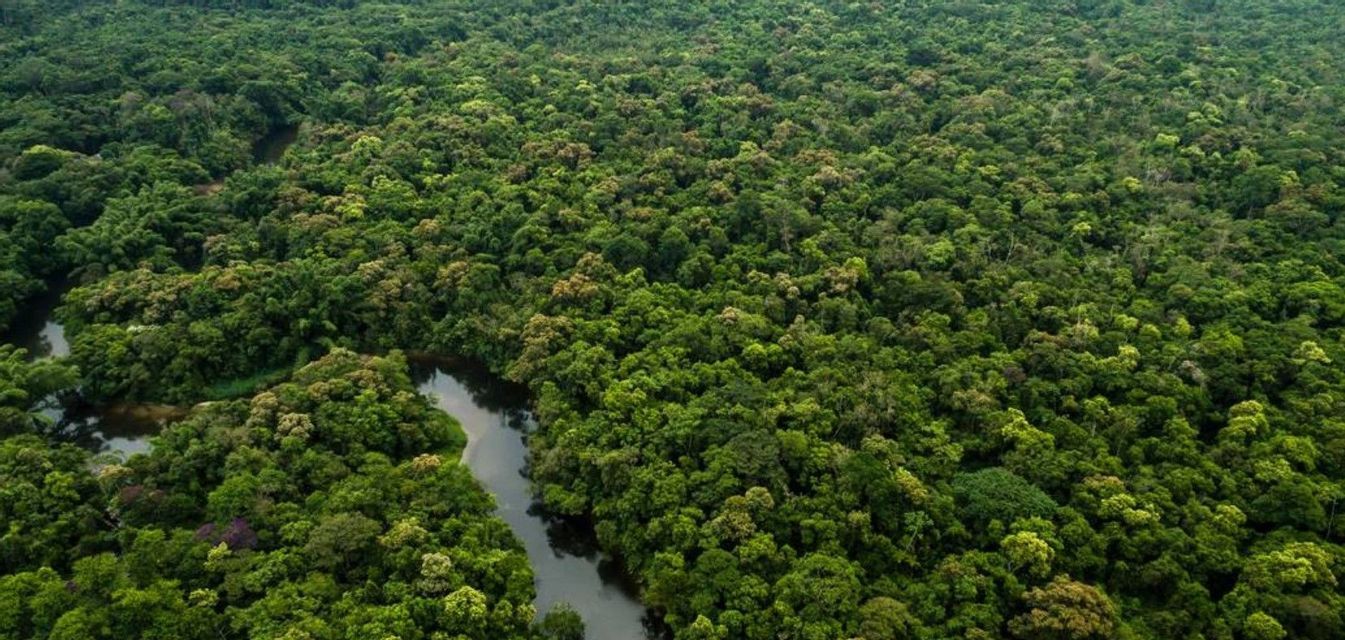 Una vista aerea di un fiume che serpeggia attraverso la densa e verde chioma di una vasta foresta pluviale.