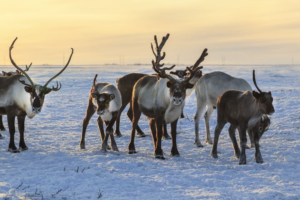 A herd of adult and young reindeer standing on a snow-covered plain under a pale yellow sky.