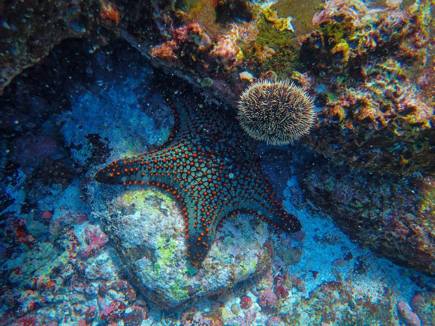 Starfish on the reef Starfish and sea urchin on a colorful reef