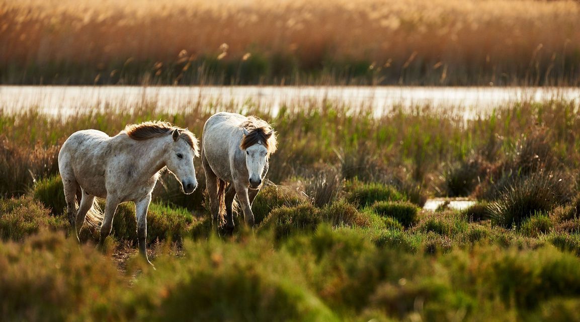 Due cavalli bianchi dalle criniere scure si ergono in una palude erbosa e assolata, con uno specchio d'acqua e alte canne sullo sfondo.