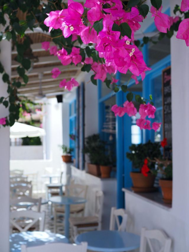 Fiori di buganvillea rosa pendono su un patio soleggiato di un caffè con pareti bianche e finiture blu.