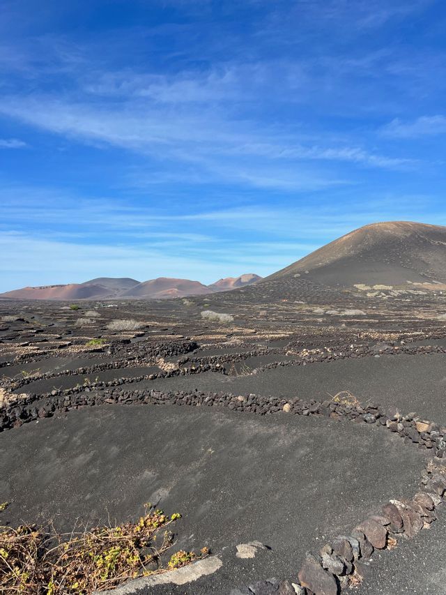 Muretti bassi e semicircolari in pietra a protezione di piante su un terreno vulcanico nero, con colline sullo sfondo.