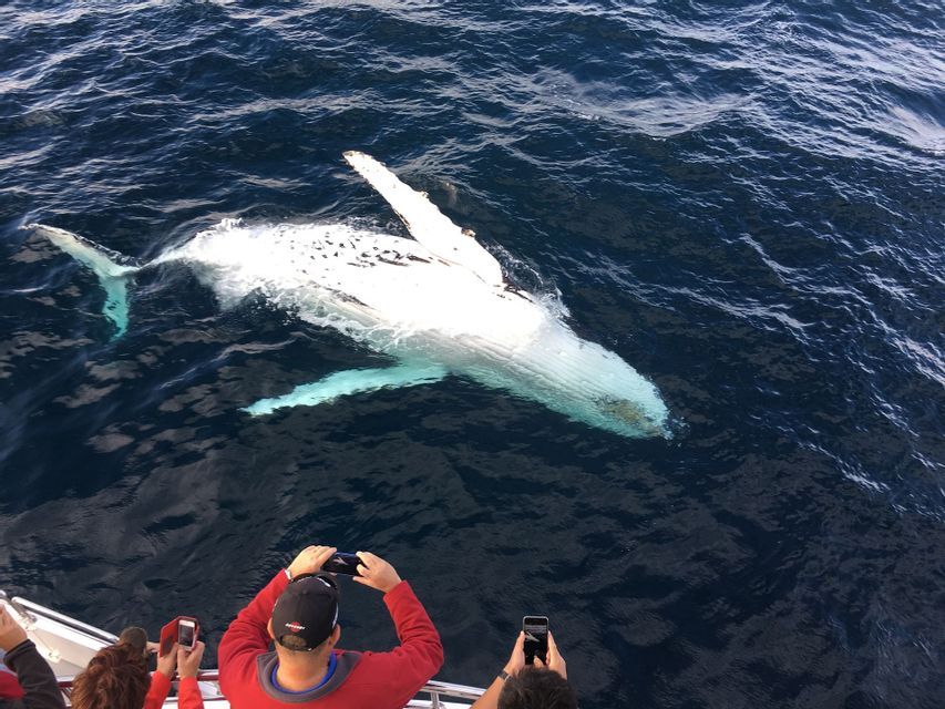 Un gruppo WeRoad scatta foto da una barca a una grande balena bianca che nuota nell'oceano blu scuro.