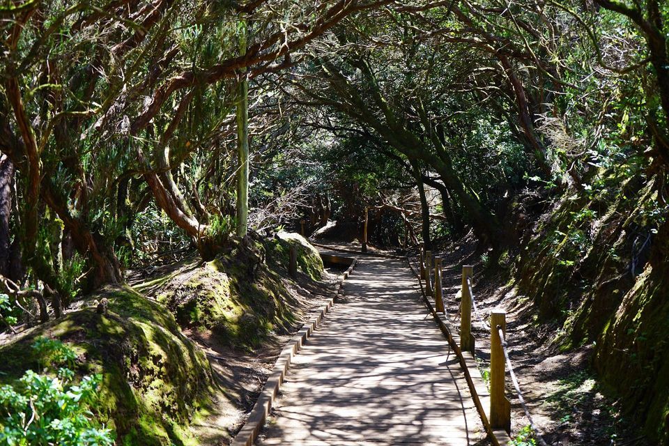 Una passerella in legno si snoda attraverso una fitta foresta, con la luce del sole che filtra attraverso una volta di alberi nodosi e coperti di muschio.