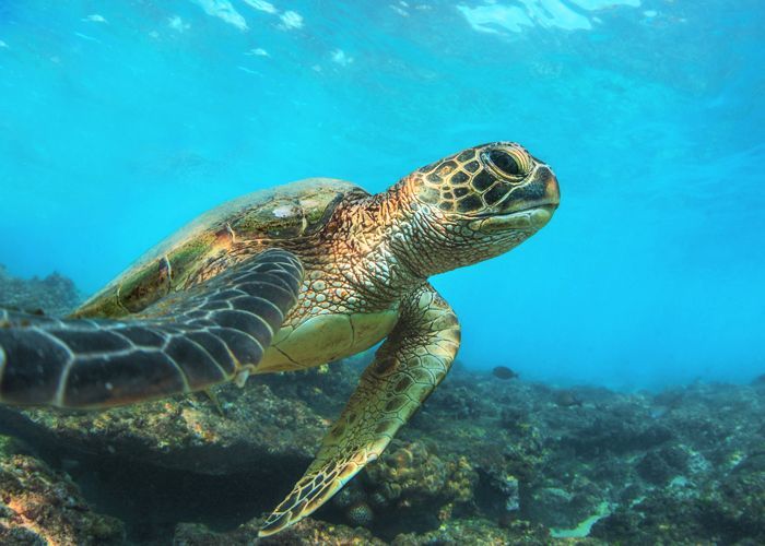 Una tartaruga marina con un guscio decorato nuota in acqua cristallina sopra un fondale oceanico roccioso.