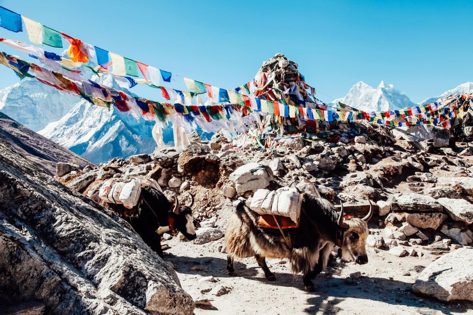 Two yaks with loads walk over a rocky mountain pass, beneath colorful prayer flags, with snow-capped peaks in the background.