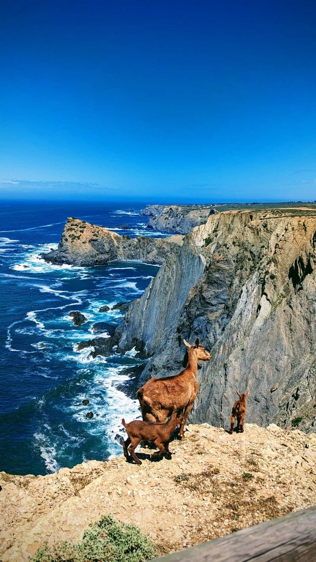 Tre capre marroni si ergono su un'alta scogliera che domina una costa rocciosa e un vasto oceano blu.