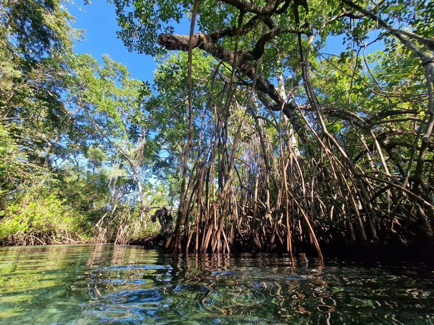 Una vista dalla superficie dell'acqua di una fitta foresta di mangrovie, con le sue radici aggrovigliate visibili nell'acqua limpida sottostante.