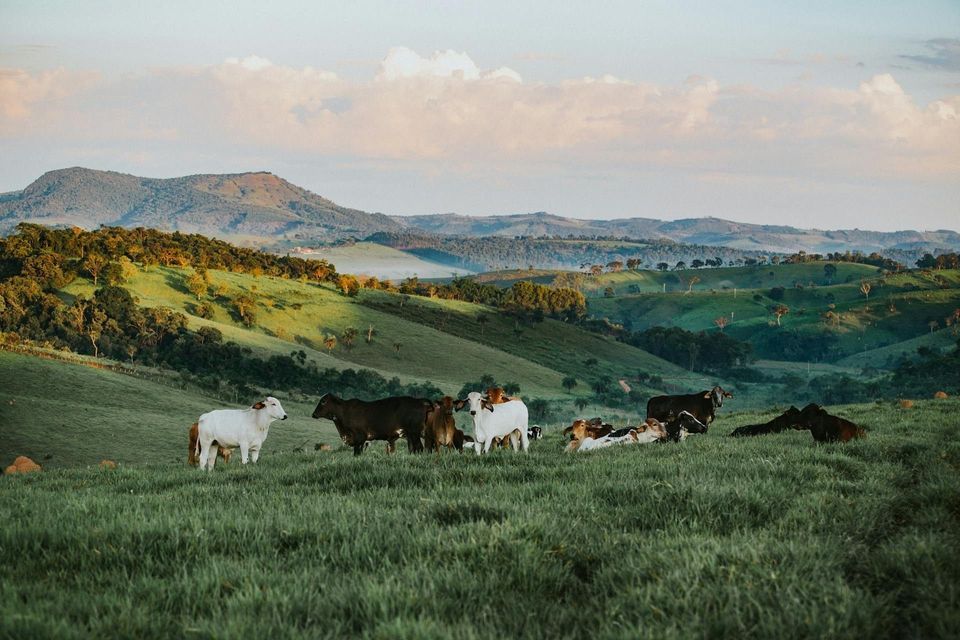 Una mandria di bovini pascola e si riposa in un prato erboso, con dolci colline verdi e montagne lontane sullo sfondo.