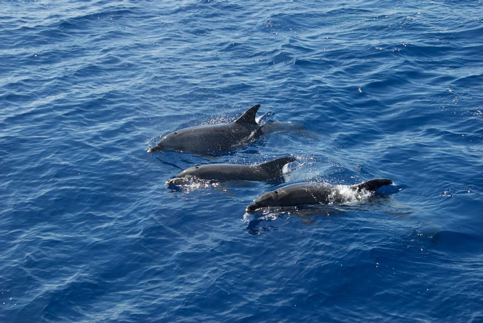 Tre delfini nuotano all'unisono vicino alla superficie dell'oceano blu e increspato.