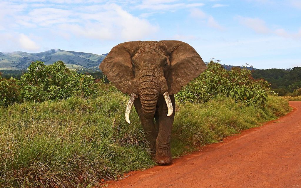 Un grande elefante con zanne bianche cammina lungo una strada sterrata rossa in un paesaggio erboso con colline sullo sfondo.