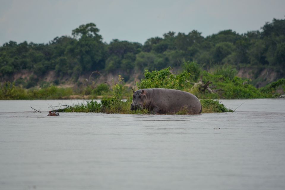 Due ippopotami in un ampio fiume, uno che riposa su una sponda erbosa e l'altro parzialmente sommerso, con una riva boscosa sullo sfondo.